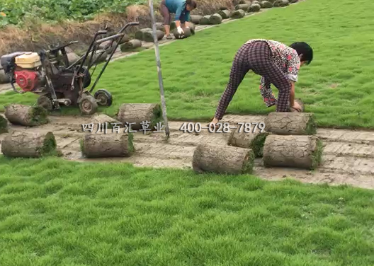 混播草坪 混播草坪