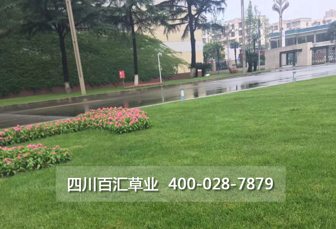 草坪草籽 草坪草籽