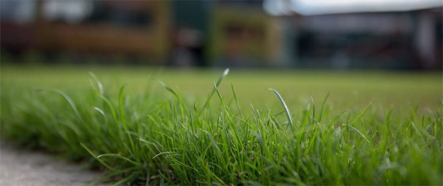 黑麥草草種 黑麥草草種