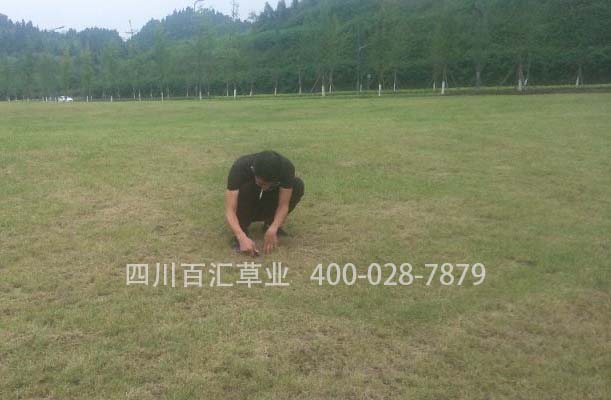 四川狗牙根草籽價格 四川狗牙根草籽價格