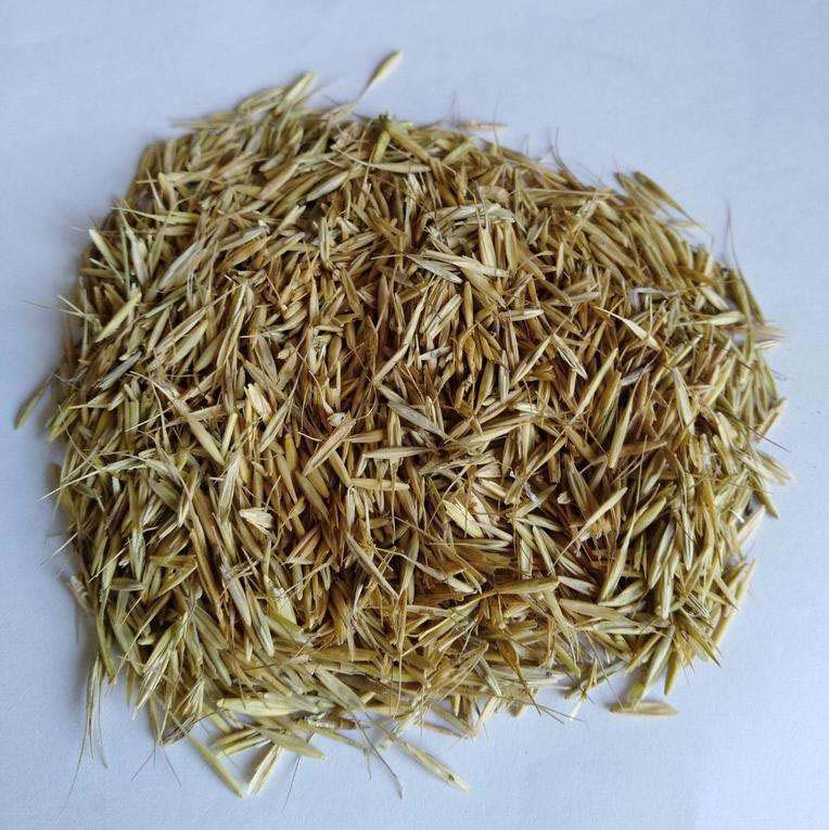 老芒麥草種子 老芒麥草種子