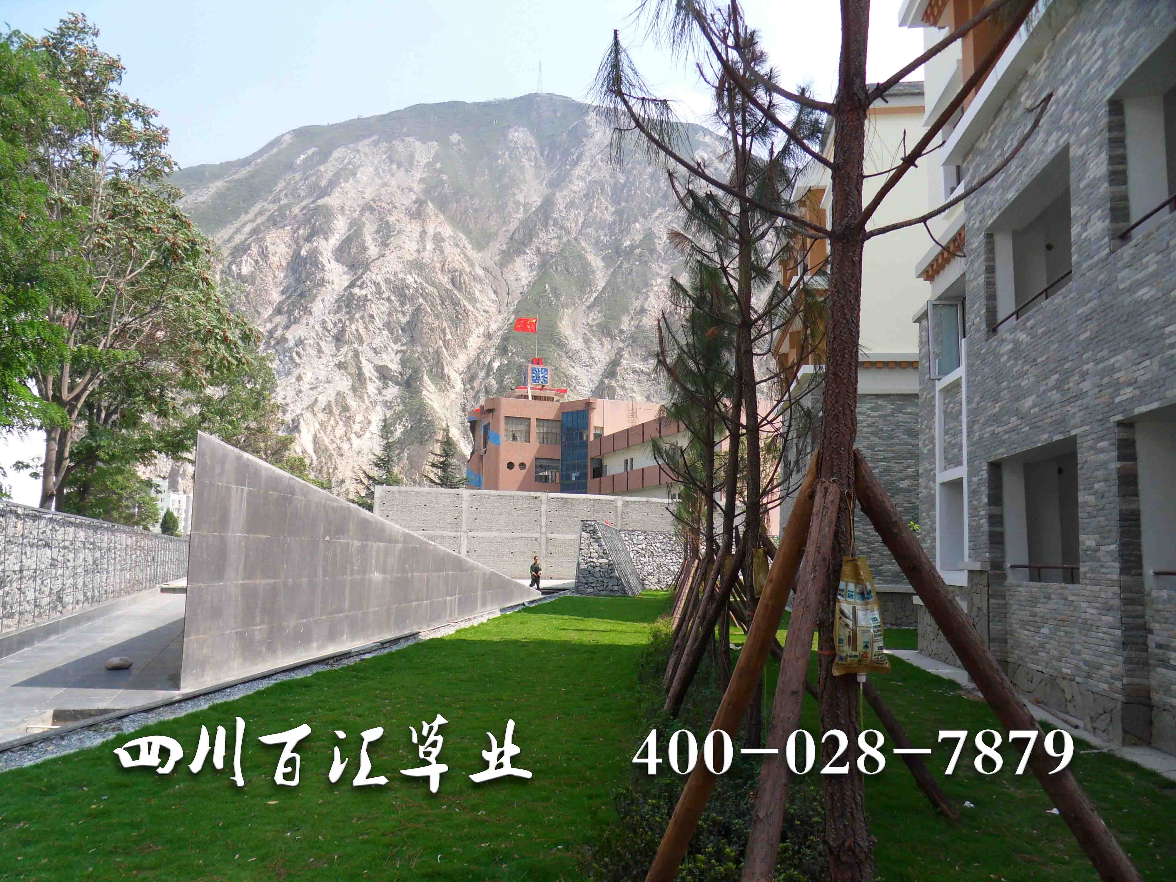 耐寒草坪種子 耐寒草坪種子