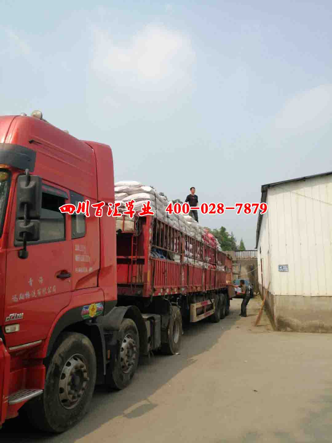 藏區披堿草種子