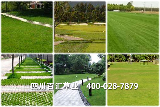 四川混播草種批發 四川混播草種批發