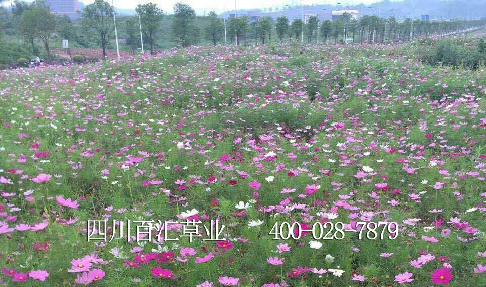 四川格桑花種子 四川格桑花種子