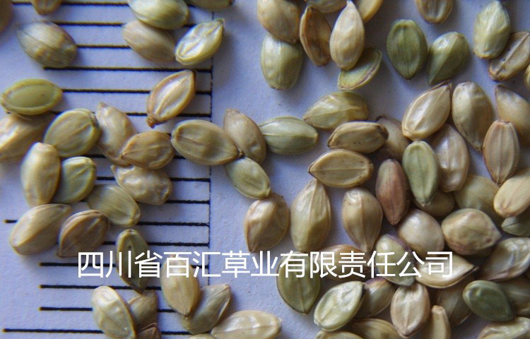 成都百喜草種子