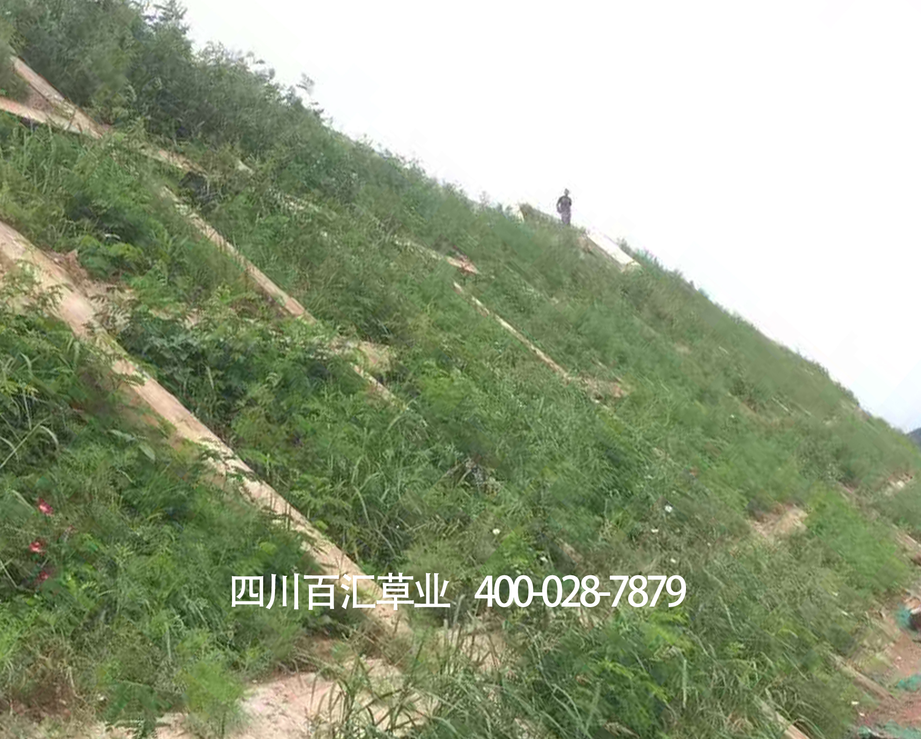 宜賓邊坡綠化草種 宜賓邊坡綠化草種
