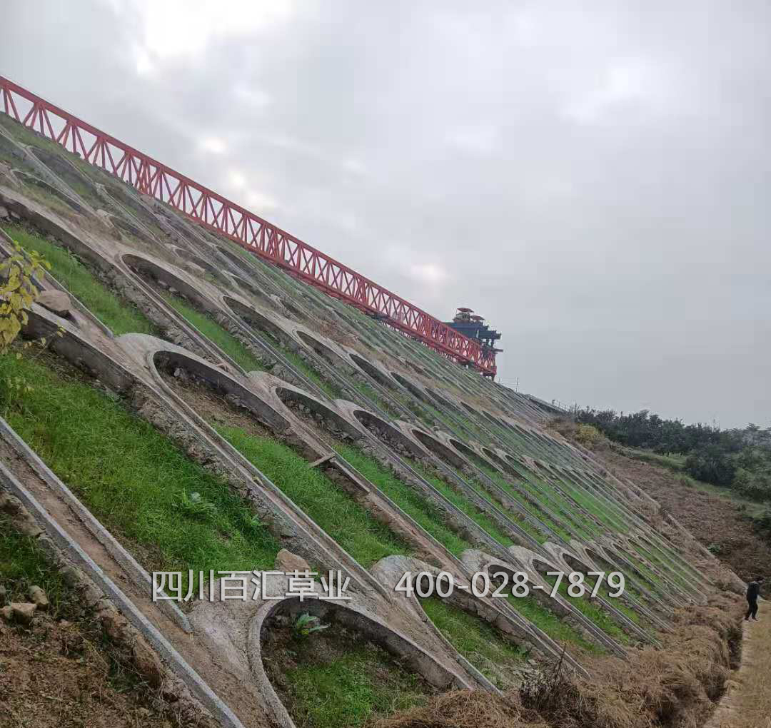 綠化護坡草種 綠化所坡草種