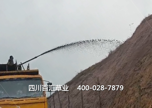 山體護坡綠化草種 山體護坡綠化草種