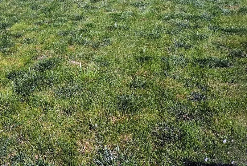 草種ZX 2021-09-06 1.jpg