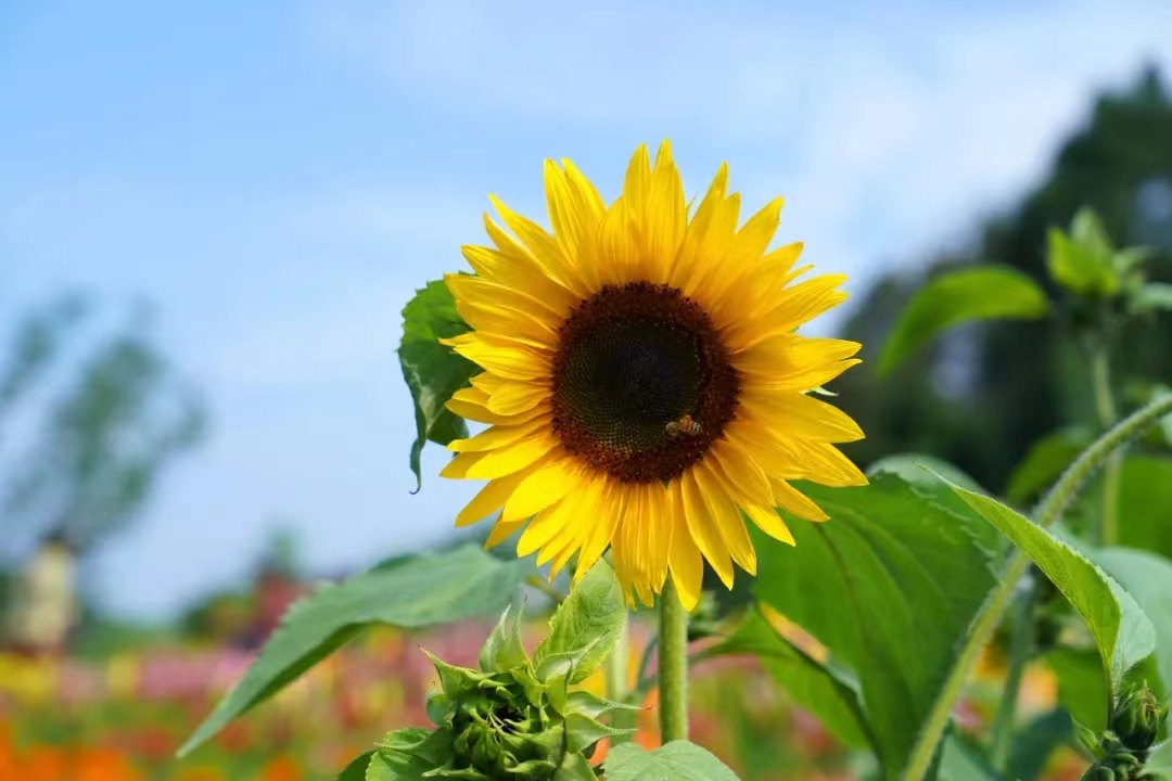 向日葵種子 向日葵種子